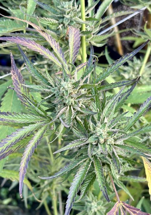 Outdoor grow. Week 6 - Blueberry bang bang 