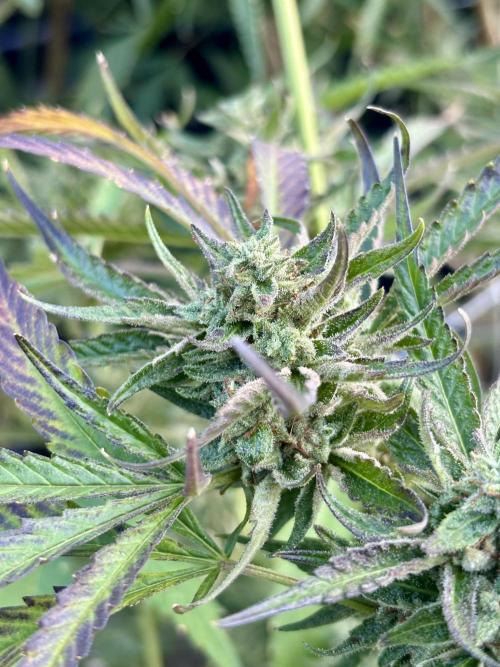 Outdoor grow. Week 6 - Blueberry bang bang 