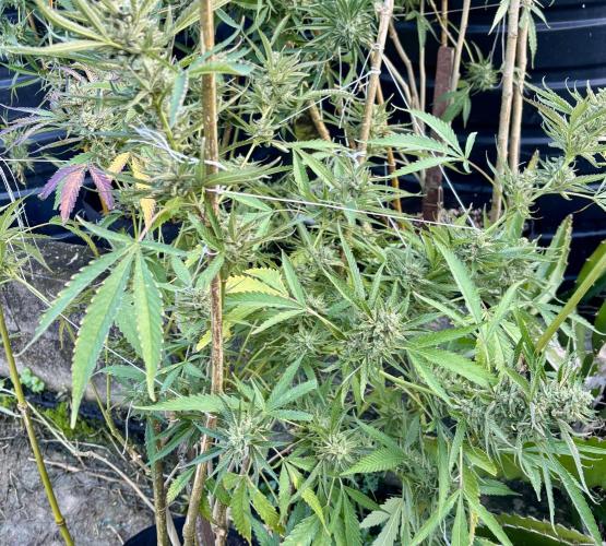 Outdoor grow. Week 6 - Blueberry bang bang 