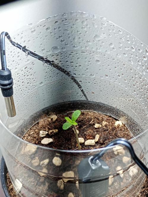 Mendo Breath B'F. Week 1