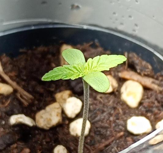 Mendo Breath B'F. Week 1