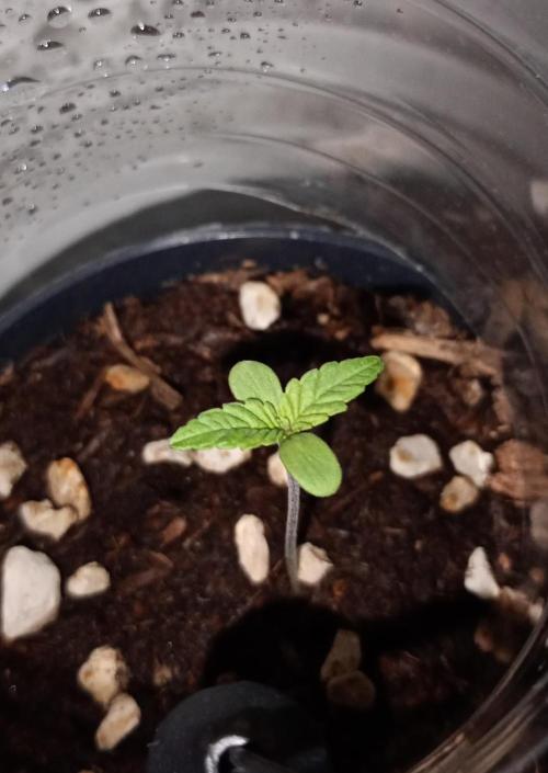 Mendo Breath B'F. Week 1