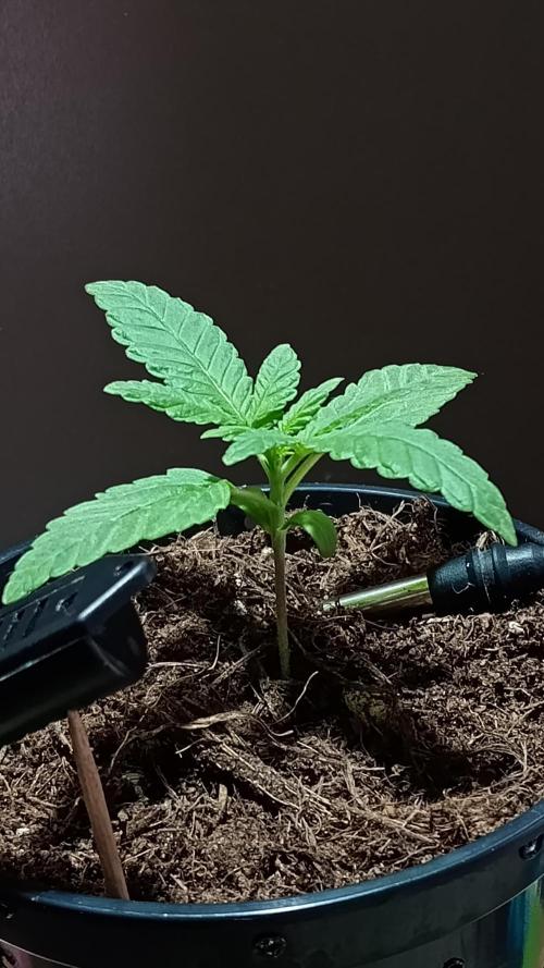 Mendo Breath B'F. Week 2