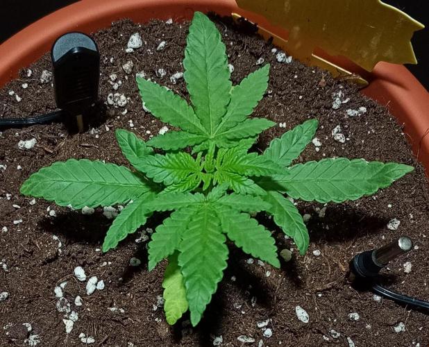Mendo Breath B'F. Week 2