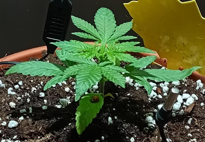 Mendo Breath B'F. Week 3