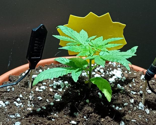 Mendo Breath B'F. Week 3