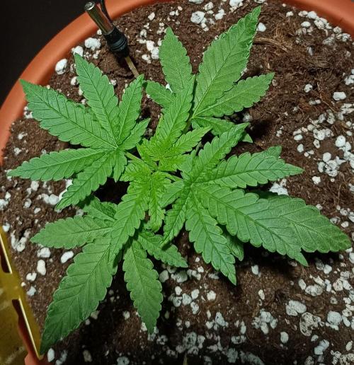 Mendo Breath B'F. Week 3