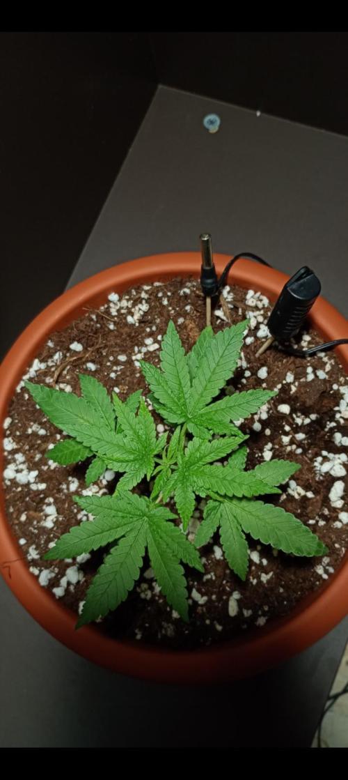 Mendo Breath B'F. Week 3