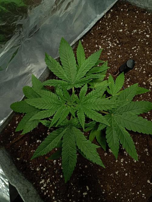 Mendo Breath B'F. Week 4