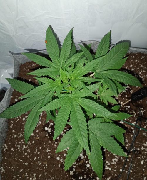 Mendo Breath B'F. Week 4