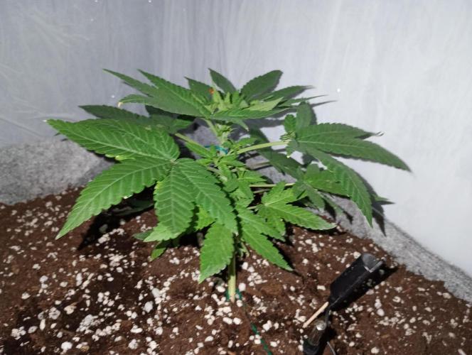 Mendo Breath B'F. Week 4
