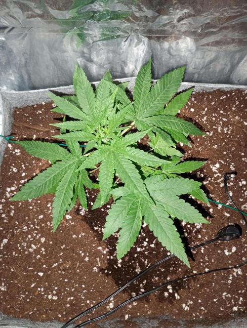 Mendo Breath B'F. Week 4