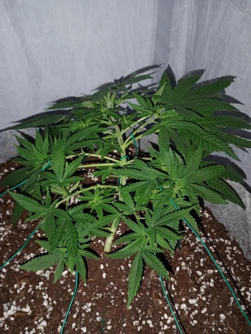 Mendo Breath B'F. Week 9