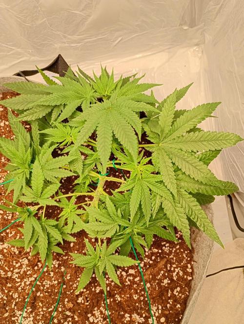 Mendo Breath B'F. Week 9