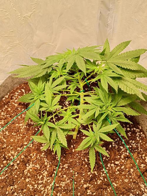 Mendo Breath B'F. Week 9