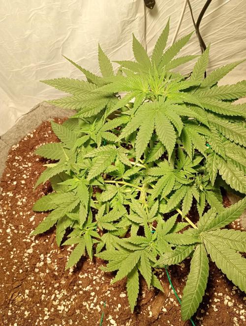 Mendo Breath B'F. Week 9