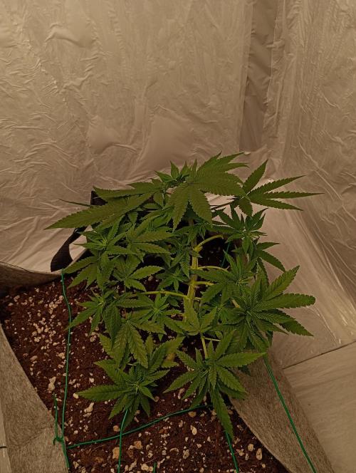 Mendo Breath B'F. Week 10