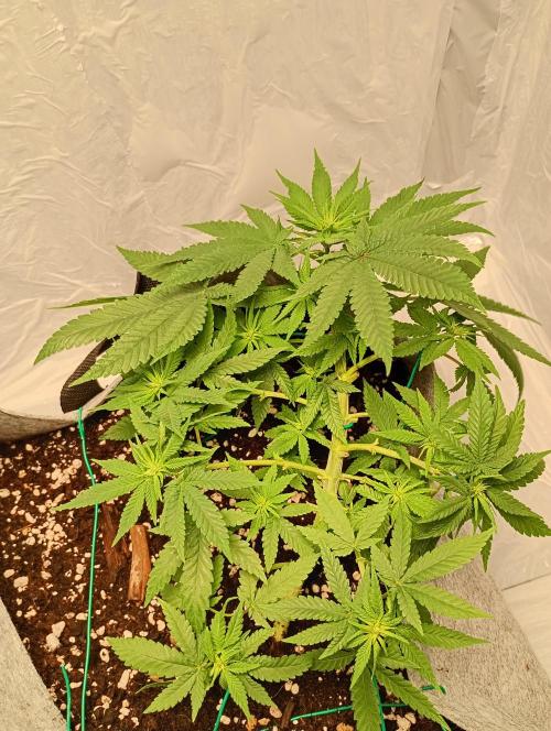 Mendo Breath B'F. Week 10
