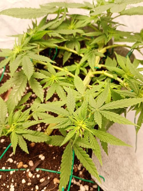 Mendo Breath B'F. Week 10