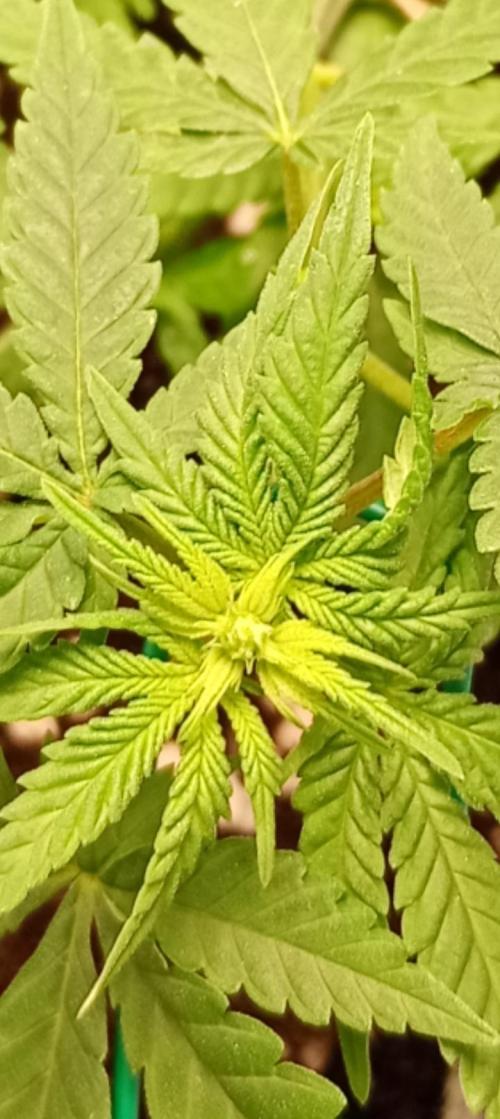 Mendo Breath B'F. Week 10