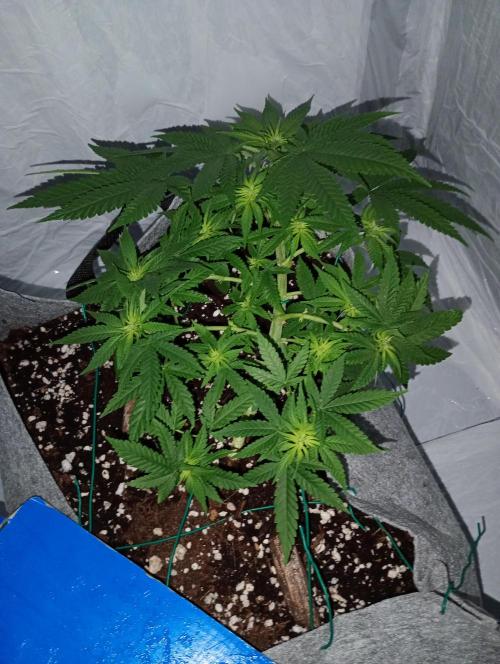 Mendo Breath B'F. Week 10