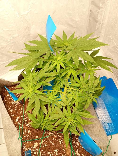 Mendo Breath. Week 10