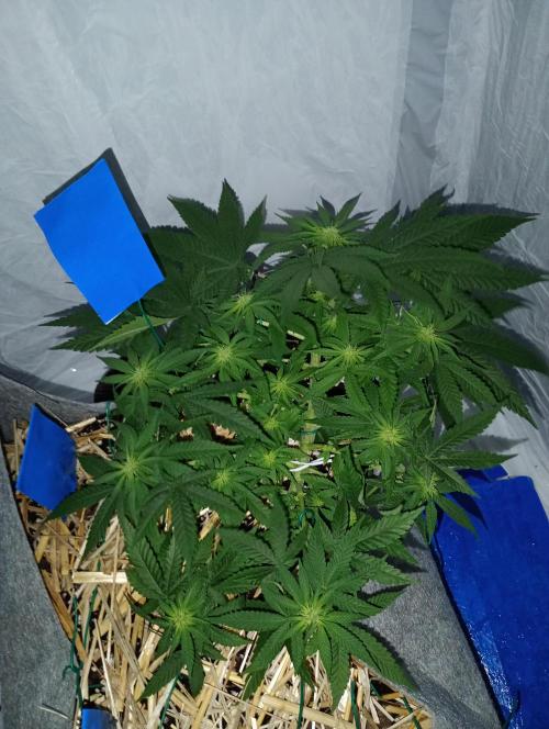 Mendo Breath B'F. Week 11