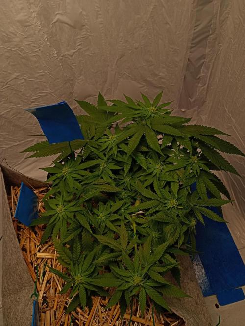 Mendo Breath B'F. Week 11