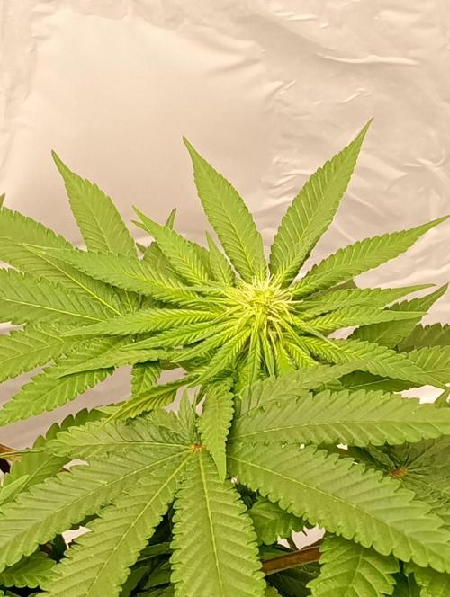 Mendo Breath B'F. Week 11