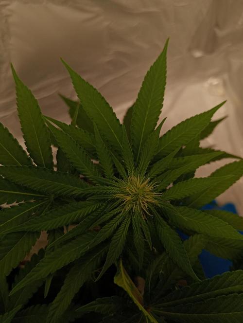 Mendo Breath B'F. Week 11