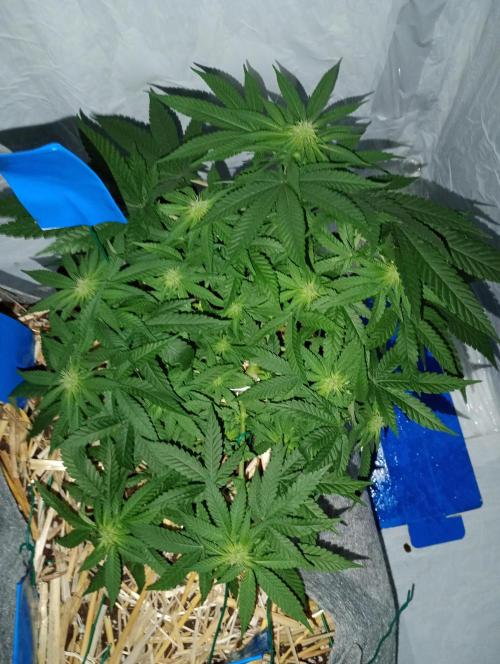 Mendo Breath B'F. Week 11