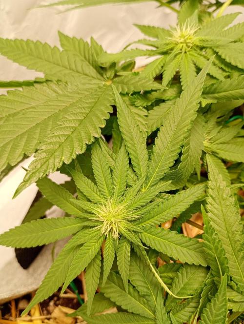 Mendo Breath B'F. Week 11