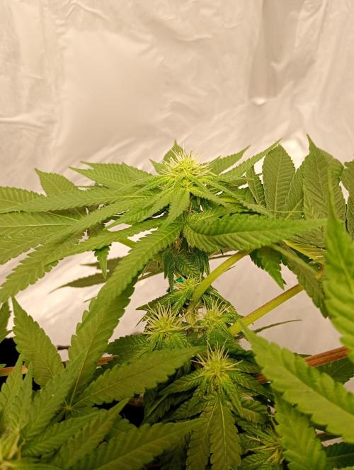 Mendo Breath B'F. Week 11