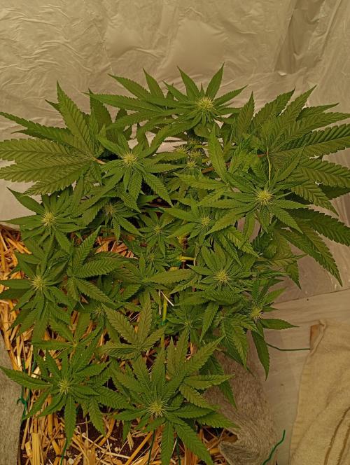 Mendo Breath. Week 11