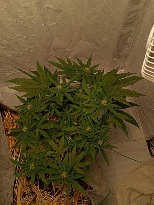 Mendo Breath B'F. Week 12