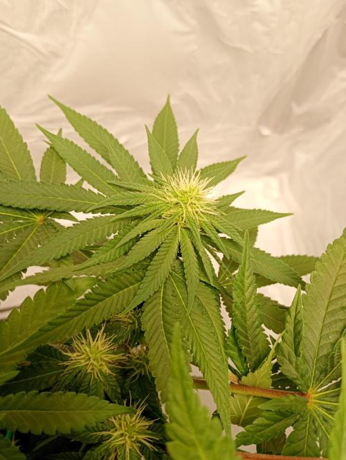 Mendo Breath B'F. Week 12
