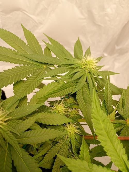 Mendo Breath B'F. Week 12