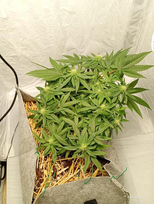 Mendo Breath B'F. Week 12