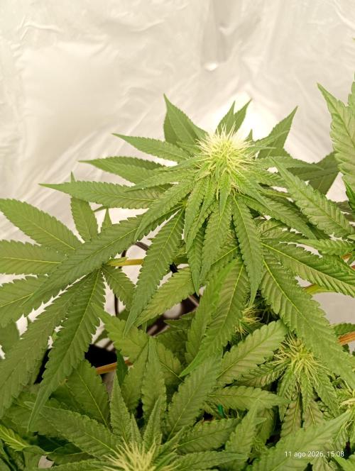 Mendo Breath B'F. Week 12