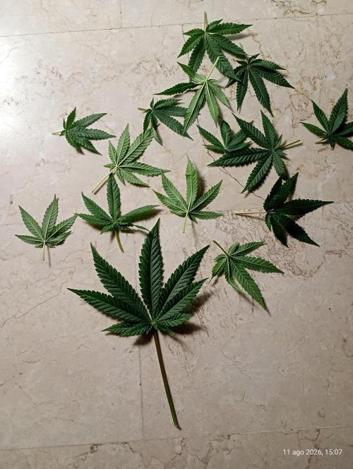 Mendo Breath B'F. Week 12