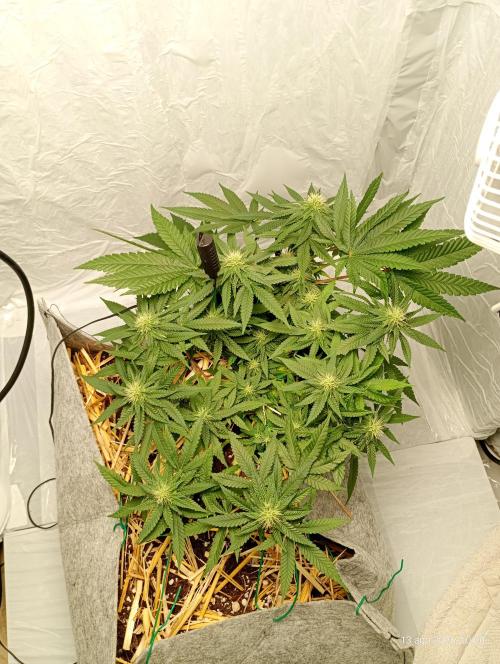 Mendo Breath B'F. Week 12