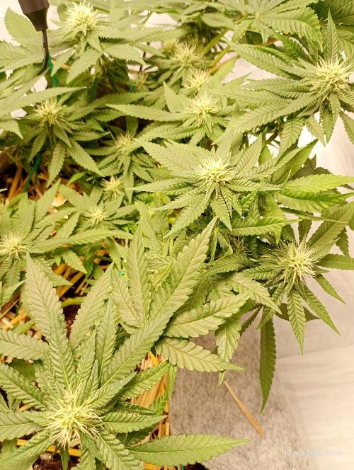 Mendo Breath B'F. Week 12