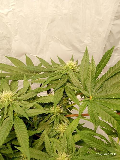 Mendo Breath B'F. Week 12