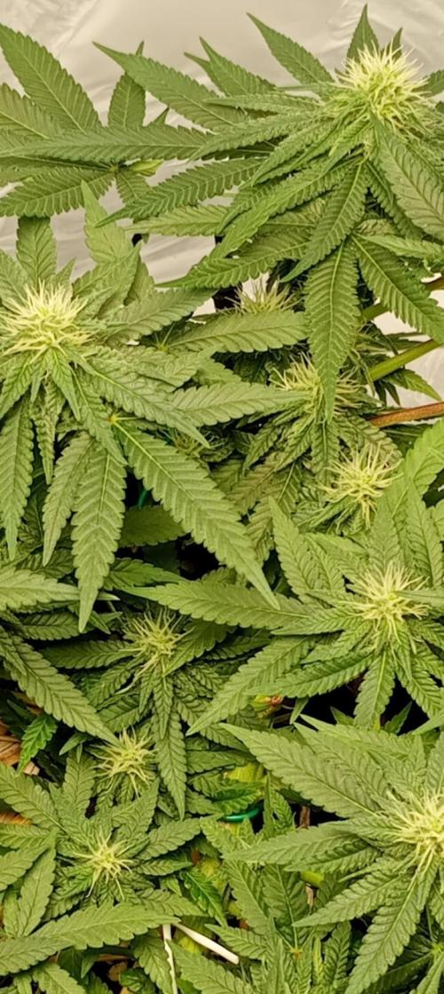 Mendo Breath. Week 12