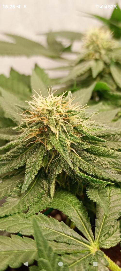 Mendo Breath B'F. Week 13