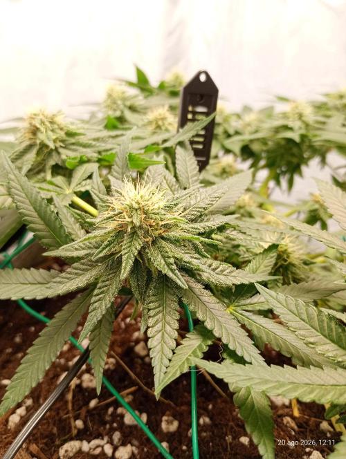 Mendo Breath B'F. Week 13