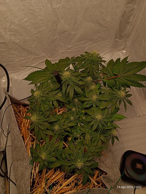 Mendo Breath B'F. Week 13