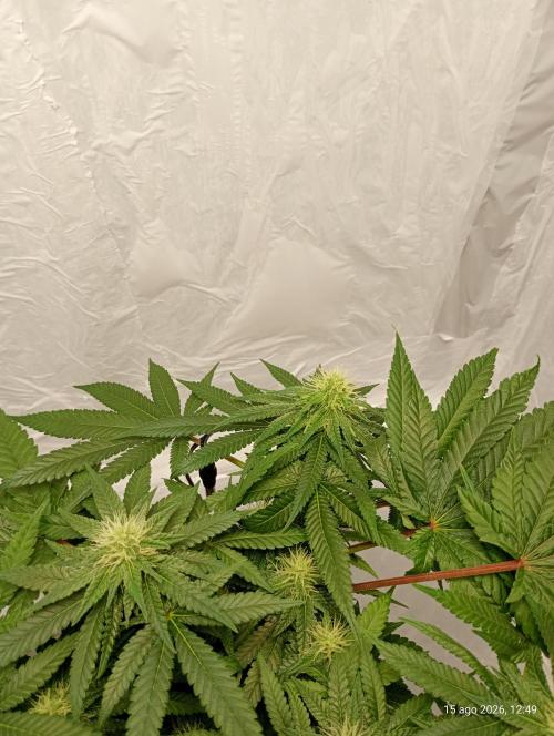 Mendo Breath B'F. Week 13
