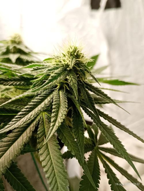 Mendo Breath B'F. Week 13