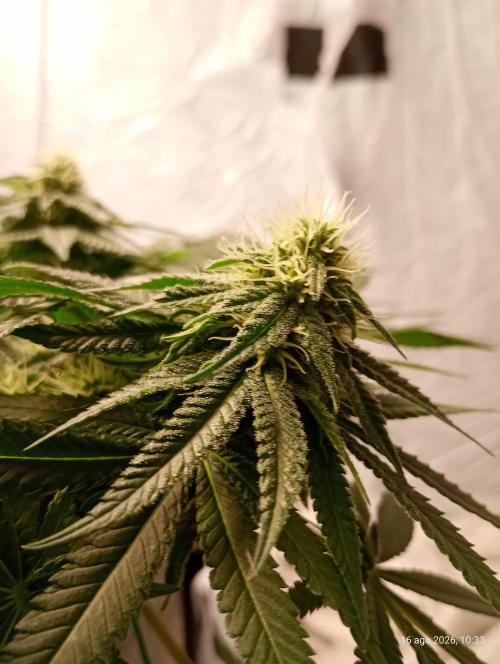 Mendo Breath B'F. Week 13
